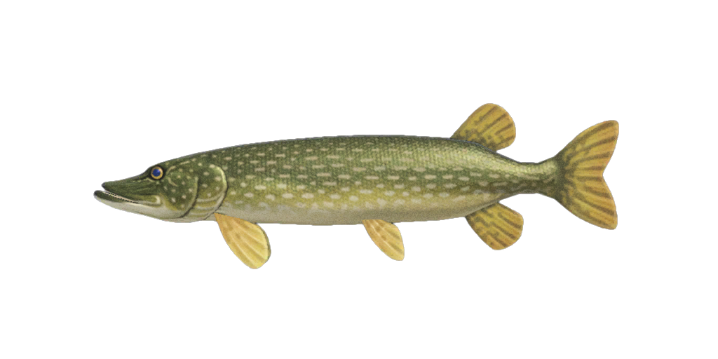 Pike