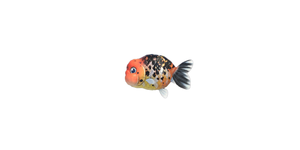 Ranchu Goldfish