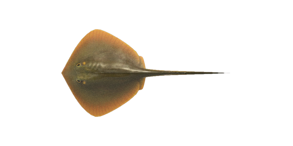 Ray