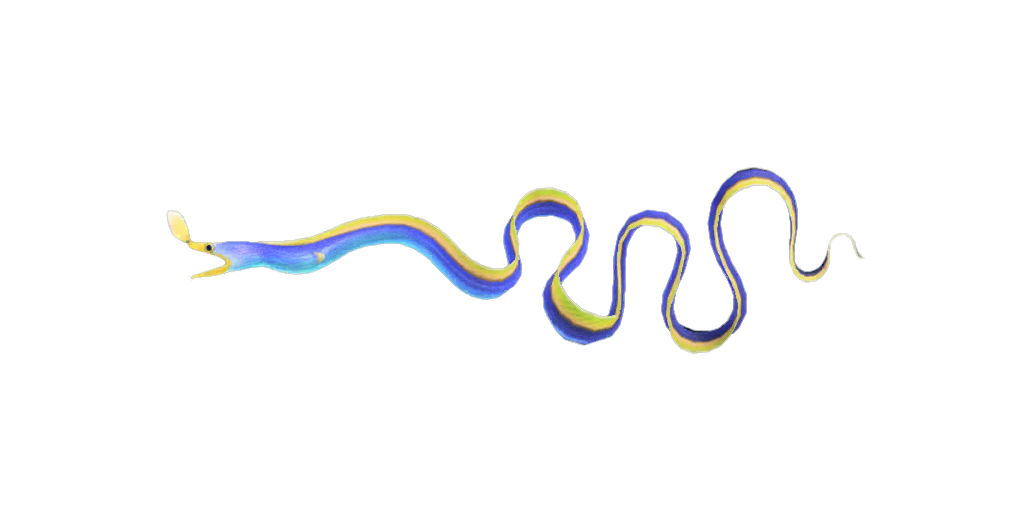 Ribbon Eel