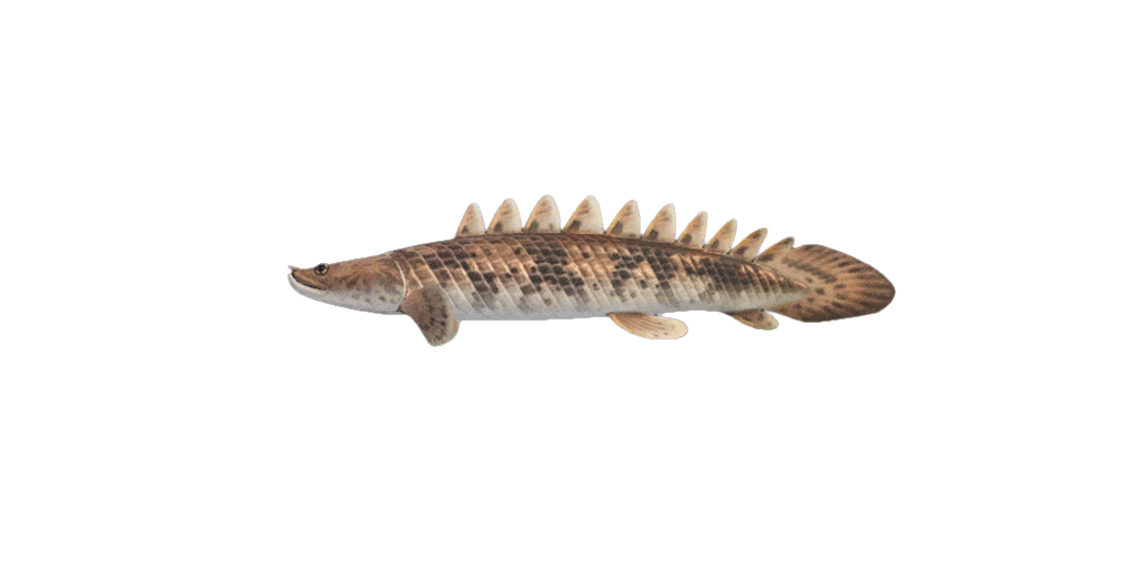 Saddled Bichir