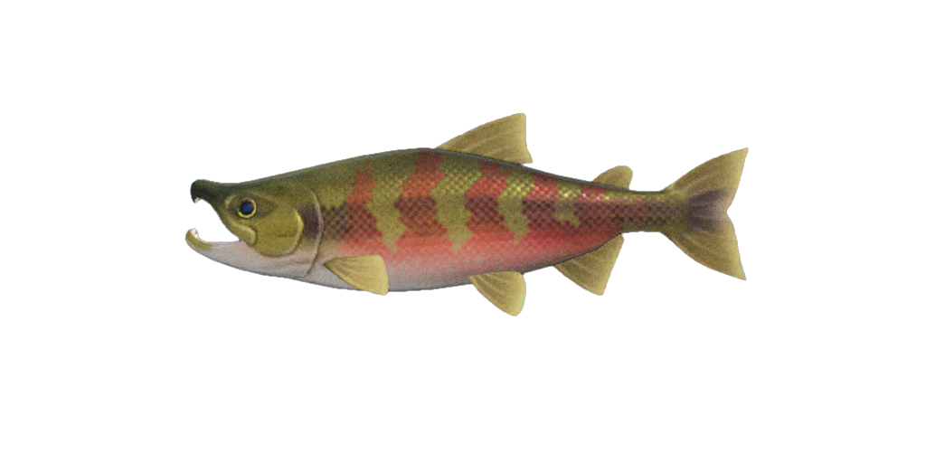 Salmon