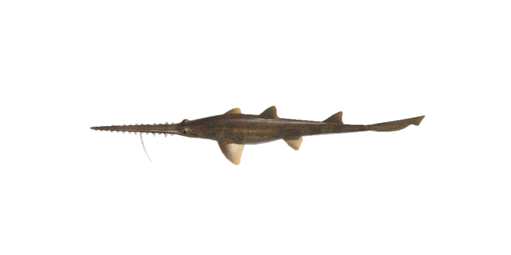 Saw Shark