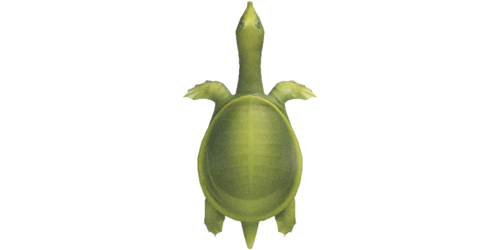 Soft-shelled Turtle