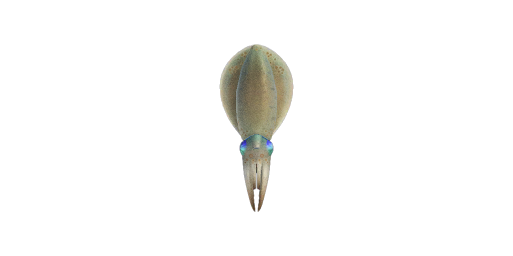 Squid