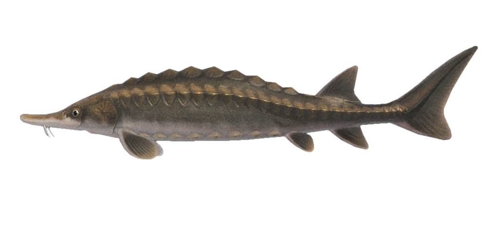 Sturgeon