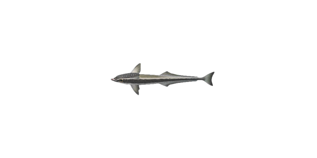 Suckerfish