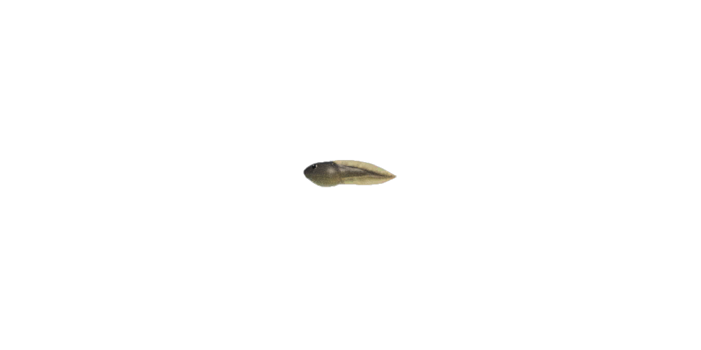 Tadpole