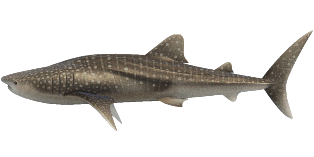 Whale Shark
