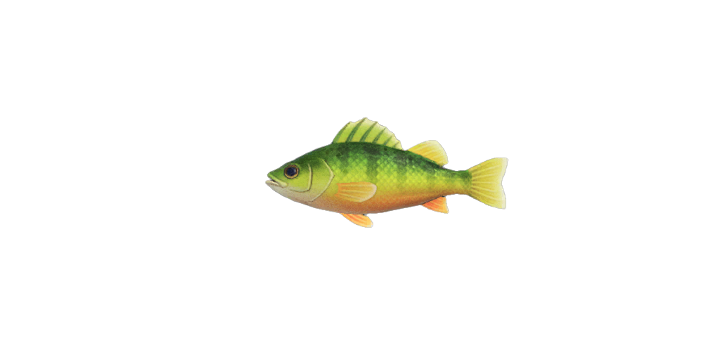 Yellow Perch