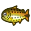 Dorado