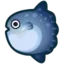 Ocean Sunfish