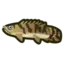 Saddled Bichir
