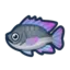 Tilapia