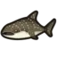 Whale Shark